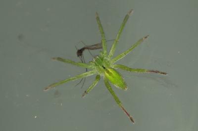 Micrommata ligurina