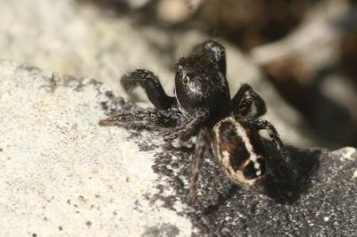 Pellenes tripunctatus