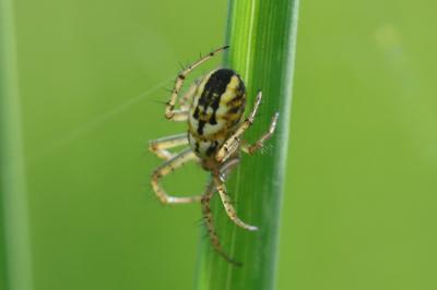 Mangora acalypha
