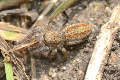 Marpissa radiata