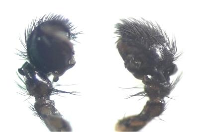 <i>Titanoeca quadriguttata</i>