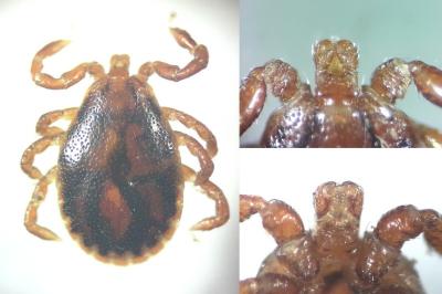 <i>Haemaphysalis inermis</i>