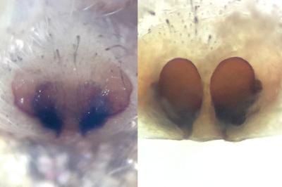 <i>Tibellus oblongus</i>