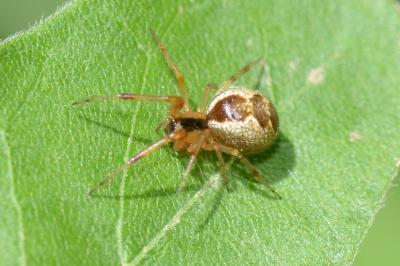 <i>Anelosimus vittatus</i>