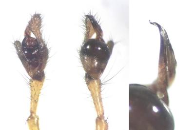 <i>Tetragnatha montana</i>