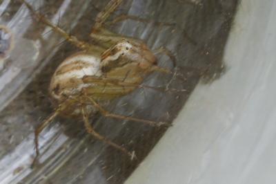 <i>Oxyopes</i>