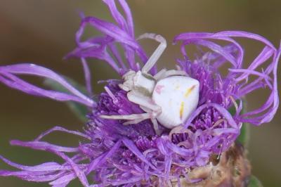 <i>Thomisus onustus</i>
