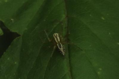 <i>Oxyopes</i>