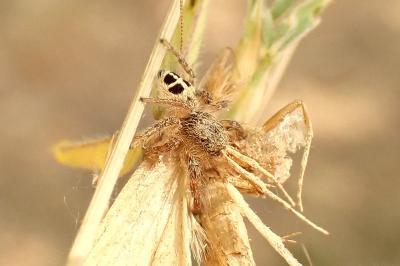 Pellenes tripunctatus
