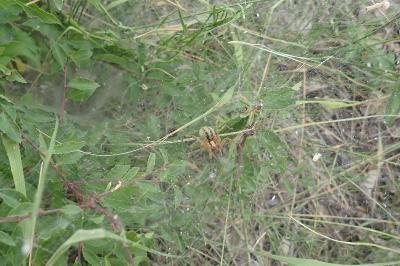 <i>Agelena labyrinthica</i>