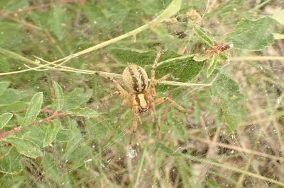 <i>Agelena labyrinthica</i>