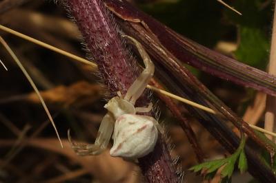 <i>Thomisus onustus</i>