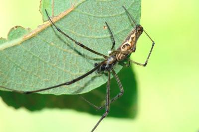 <i>Tetragnatha nigrita</i>