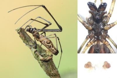 <i>Tetragnatha nigrita</i>