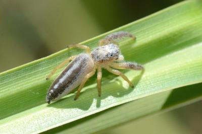 <i>Mendoza canestrinii</i>