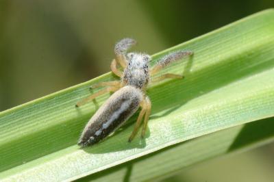 <i>Mendoza canestrinii</i>