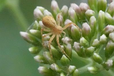 <i>Philodromus</i>