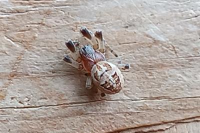 <i>Larinioides cornutus</i>