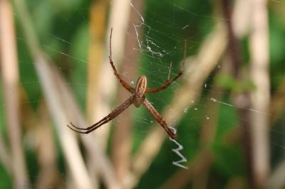 <i>Argiope bruennichi</i>