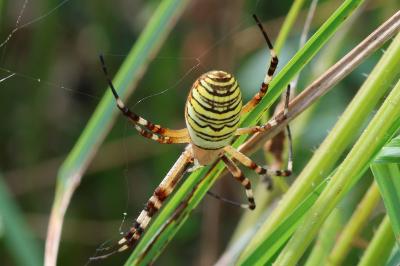 <i>Argiope bruennichi</i>