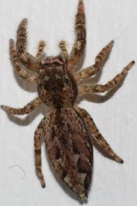 <i>Marpissa muscosa</i>