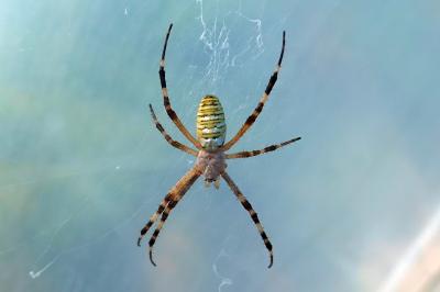 <i>Argiope bruennichi</i>