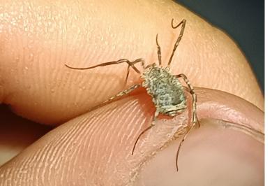 <i>Odiellus spinosus</i>