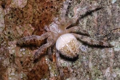 <i>Araneus diadematus</i>