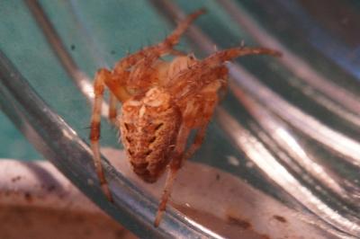 <i>Araneus diadematus</i>