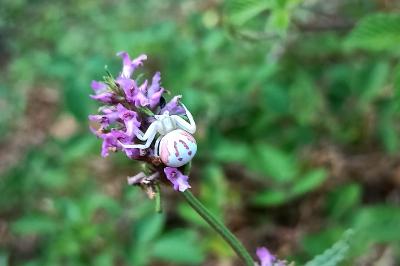 <i>Misumena vatia</i>