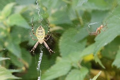 <i>Argiope bruennichi</i>