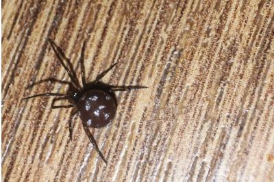 <i>Steatoda grossa</i>