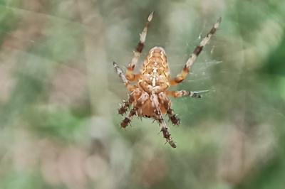 <i>Araneus diadematus</i>