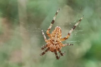 <i>Araneus diadematus</i>