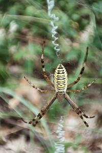 <i>Argiope bruennichi</i>