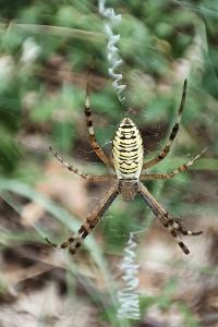 <i>Argiope bruennichi</i>