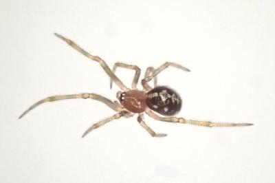 <i>Steatoda triangulosa</i>