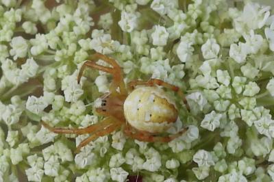 <i>Araneus quadratus</i>