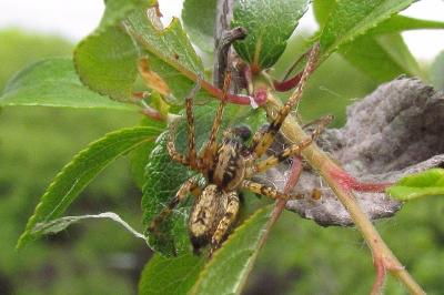 Anyphaenidae