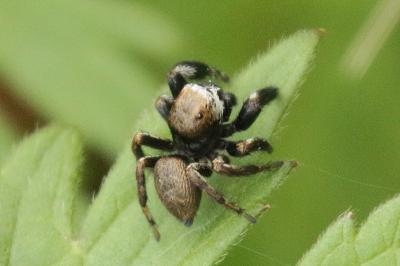Evarcha arcuata