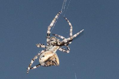 Araneus angulatus