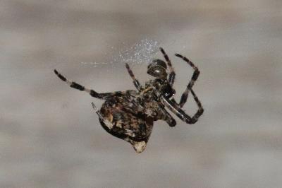 Araneus angulatus