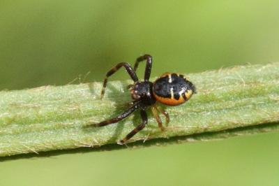 Synema globosum