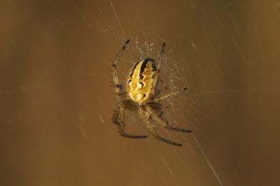 Neoscona adianta
