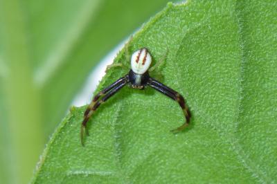 Misumena vatia