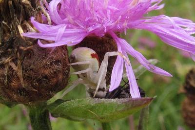 Misumena vatia
