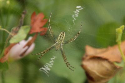 Argiope bruennichi
