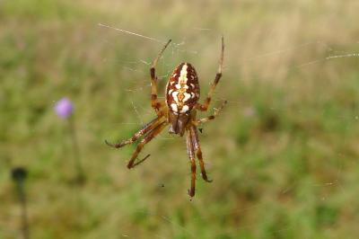 Neoscona adianta