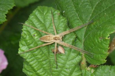 Pisaura mirabilis