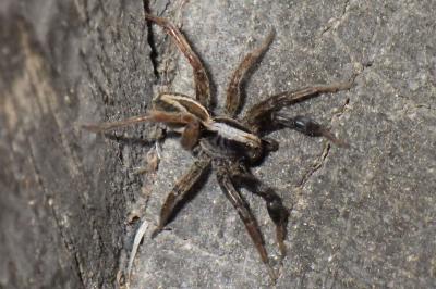 Alopecosa cuneata